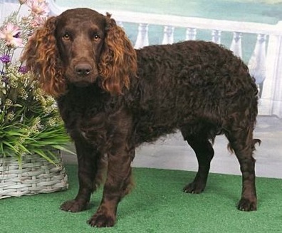 Little Brownies Violet Flame | American Water Spaniel 