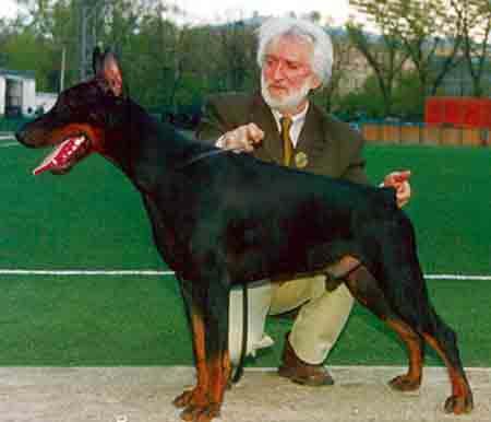 Teraline Atomik | Black Doberman Pinscher