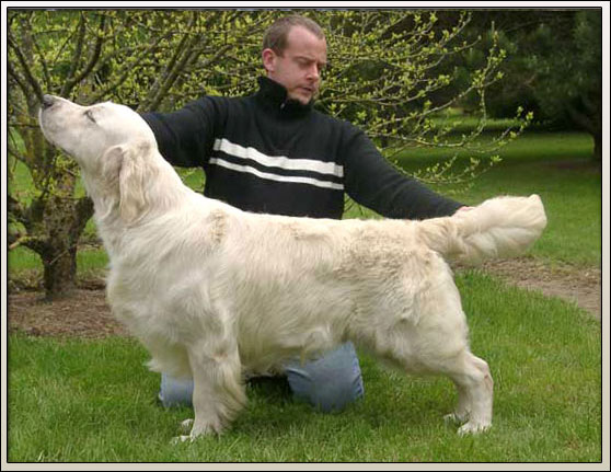 Twenty Seven Charm du Domaine des Rives de l'Erdre | Golden Retriever 