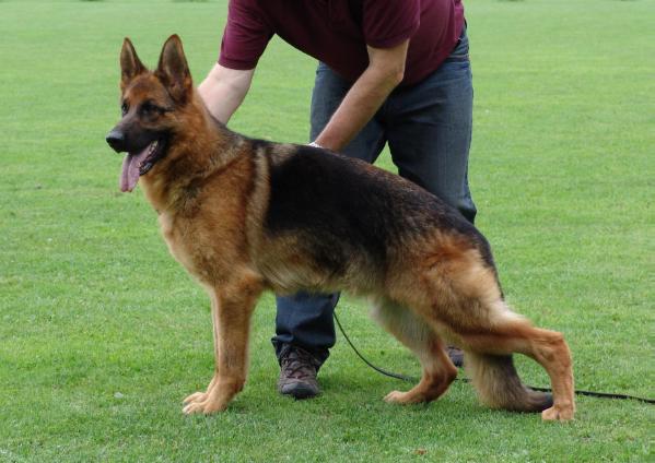 Queenie vom Suentelstein | German Shepherd Dog 