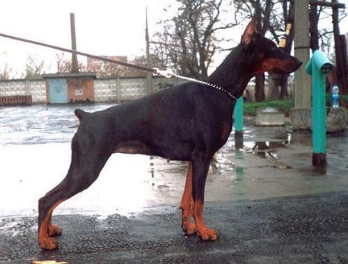 Ak-Yar Kaetana | Black Doberman Pinscher