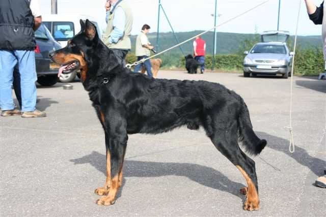 TYSON DE LA CASTE DU CLOS THOMAS | Beauceron 