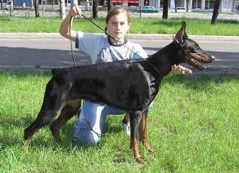 Ak-Yar Kaissa | Black Doberman Pinscher