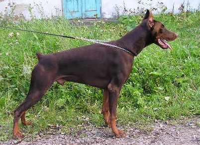Ak-Yar Kornet | Brown Doberman Pinscher