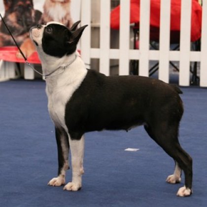 NINETTA DEL PRIMO CAVALIERE | Boston Terrier 