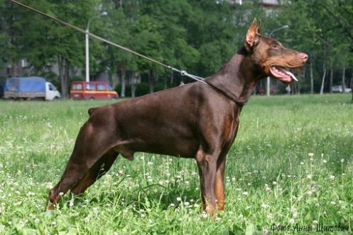 Ak-Yar Krokus | Brown Doberman Pinscher