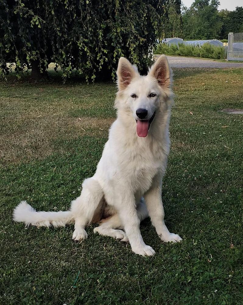 Azzurra di Temaline | White Swiss Shepherd Dog 