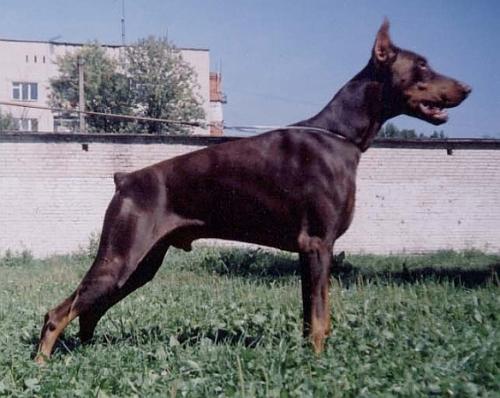 Ak-Yar Zherminal | Brown Doberman Pinscher