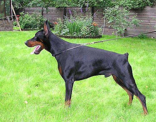 Teraline Dark | Black Doberman Pinscher