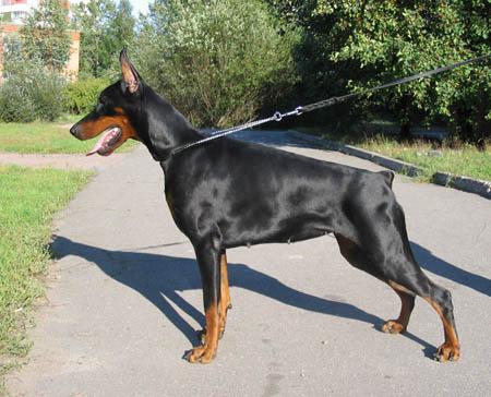 Teraline Dancing Queen | Black Doberman Pinscher