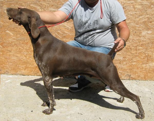 ESSIA du Pied du Mont | German Shorthaired Pointer 