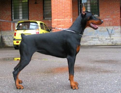 Teraline Dorada | Black Doberman Pinscher