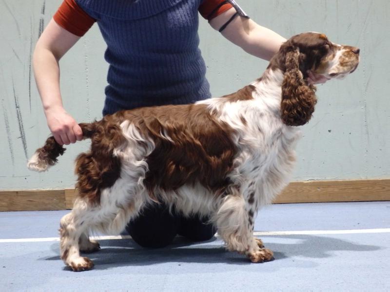 Glamorly Guilty Pleasures | English Springer Spaniel 