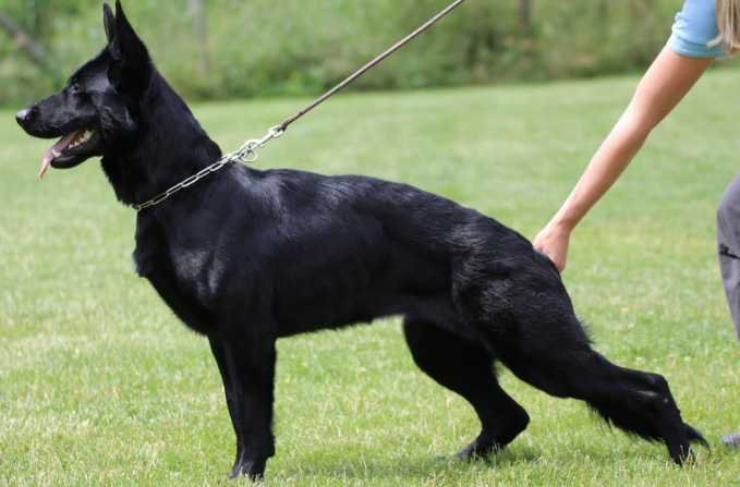 Quick ze Stríbrného kamene | German Shepherd Dog 