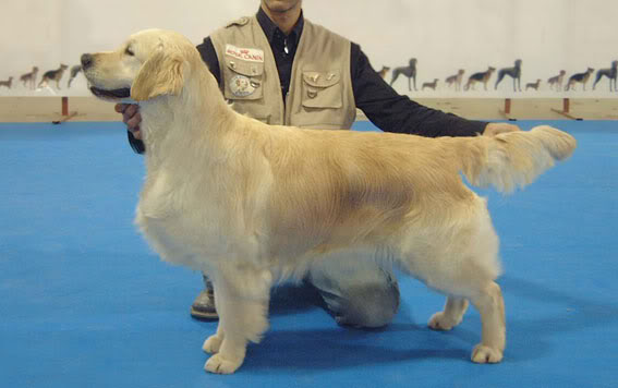 Prime Time of Glen Sheallag | Golden Retriever 