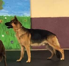 Kuruk Ki Von Osborne | German Shepherd Dog 