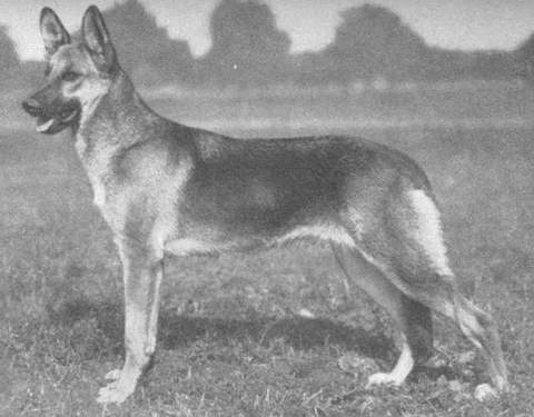 Anka vom Blasienberg | German Shepherd Dog 