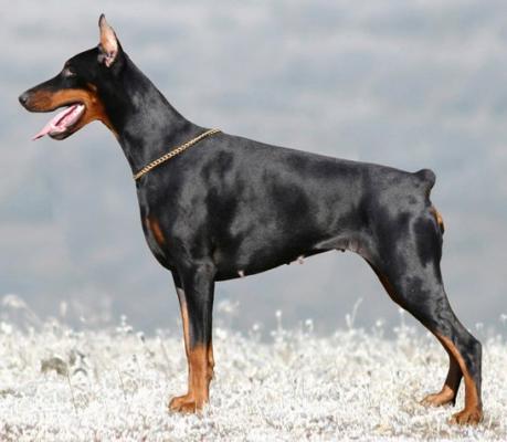 Athena Best Cerber | Black Doberman Pinscher