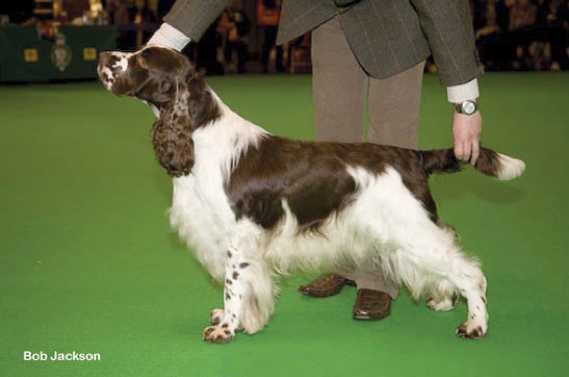 Westaway Into The Mystic | English Springer Spaniel 