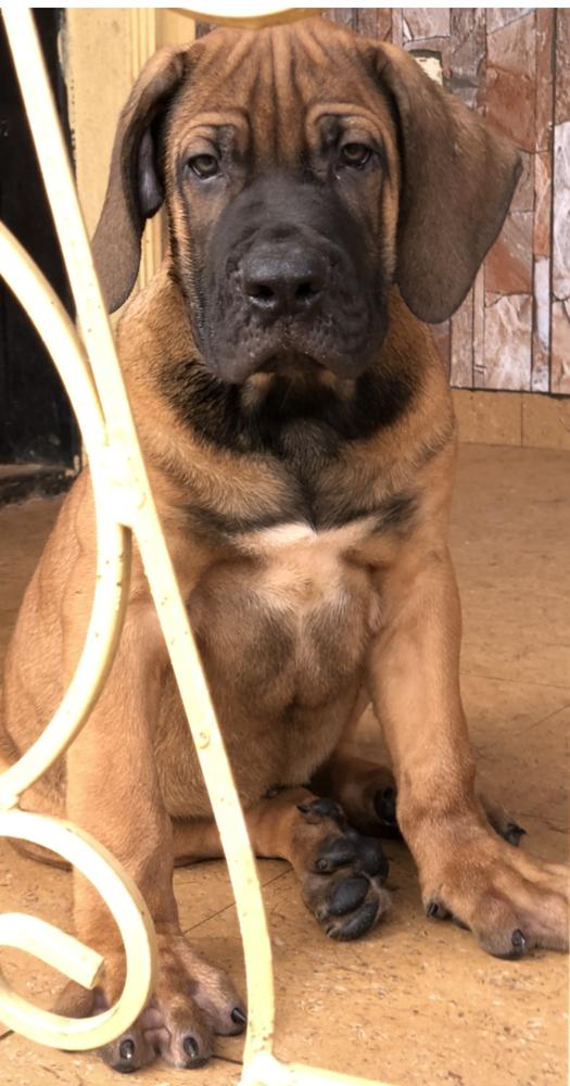 Bruno of BestTs | African Boerboel 