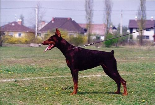 Angel King of Darkness | Brown Doberman Pinscher