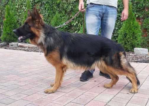 Aura Wiatrakowa Dolina | German Shepherd Dog 