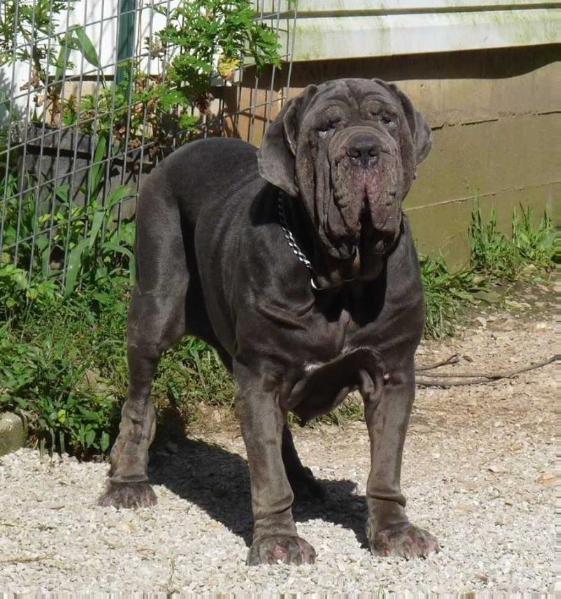 SHINING HILLS ALDABELLA | Neapolitan Mastiff 