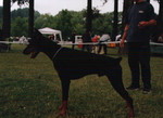 Lorenzo-Lopez di Castello Drago | Black Doberman Pinscher