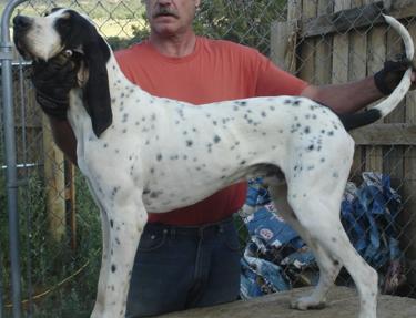 Drifter [Gascon Saintongeois (FCI No.21)] | Bluetick Coonhound 