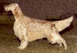 Five Oaks Pistol Pete | English Setter 