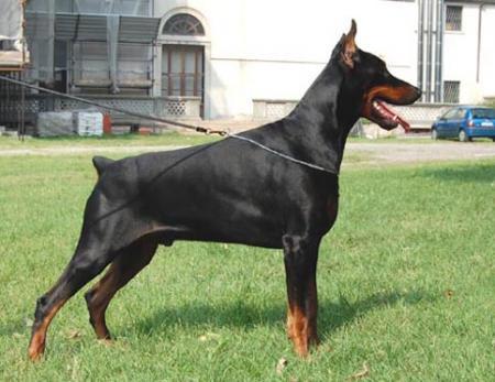 Modus Ost Gagarin Gerody | Black Doberman Pinscher