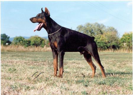 Gold-Drachen Canon | Black Doberman Pinscher