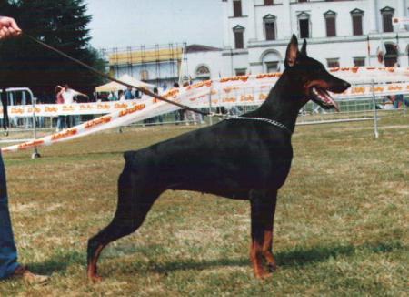 Grey di Latiano | Black Doberman Pinscher