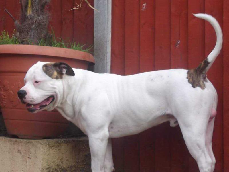 Pincher's Sooty | American Bulldog 