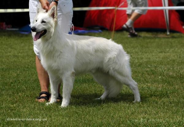 Kimon of Legacy Legend's | White Swiss Shepherd Dog 