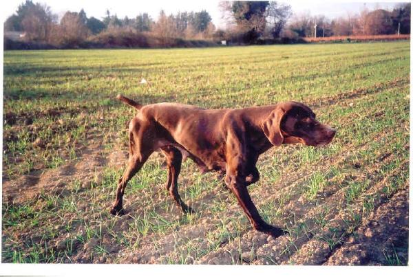 Romy du Mas de l'Arbre | German Shorthaired Pointer 