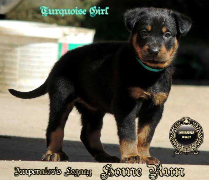 Imperator´s Legacy Home Run | Beauceron 