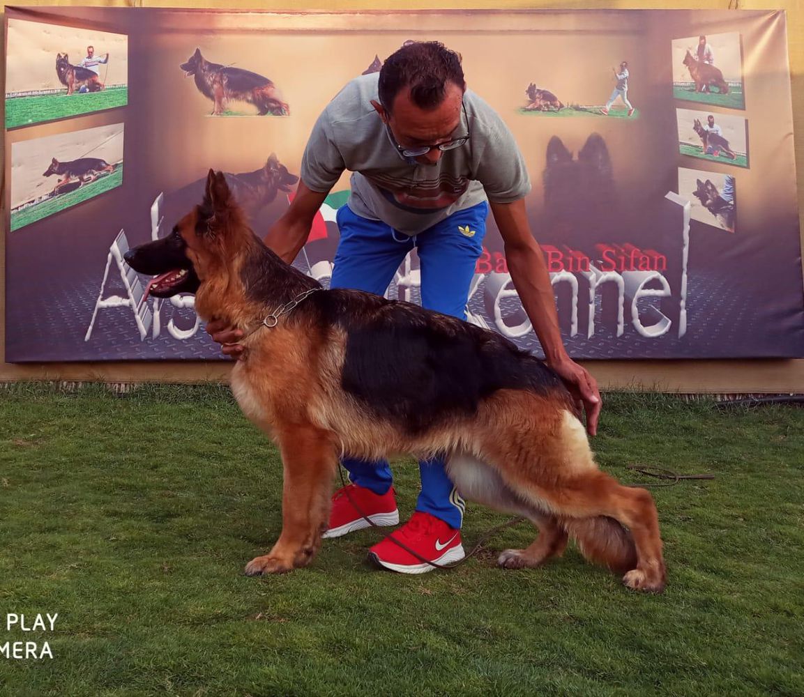 BEAUTY VON PYRAMIDS KENNEL | German Shepherd Dog 