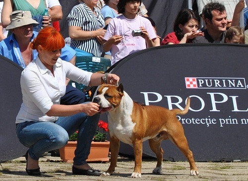 D.J. DZYNDZEL Taboo | American Staffordshire Terrier 