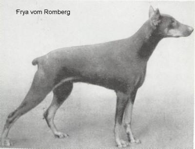 Freya v. Romberg | Brown Doberman Pinscher