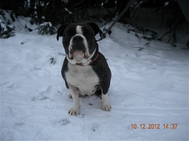 OldeRanch's Magda | Olde English Bulldogge 