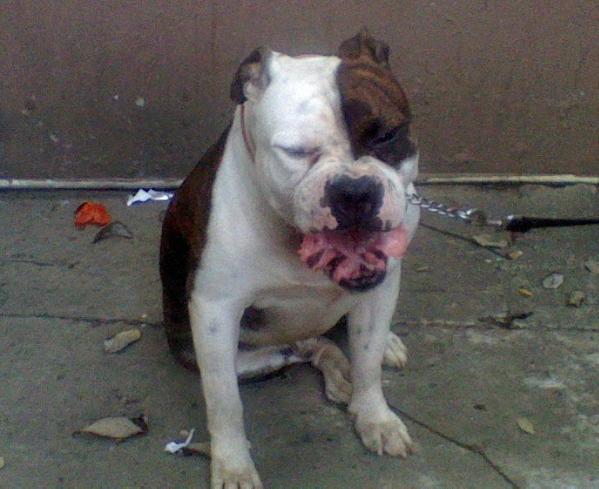 tonder | Olde English Bulldogge 