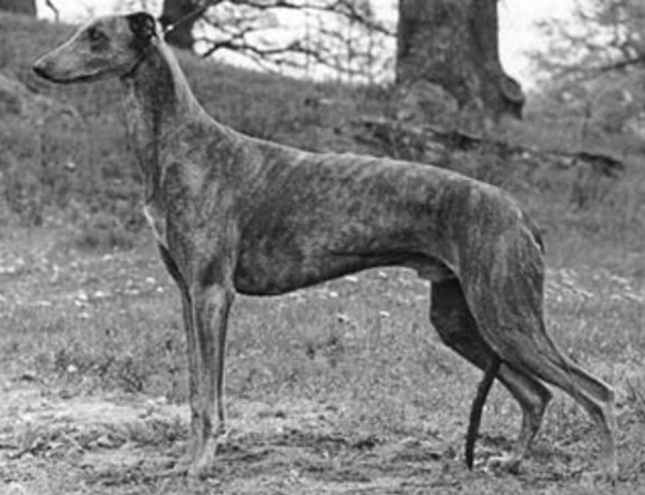 Hickory's Naiticus | Greyhound 