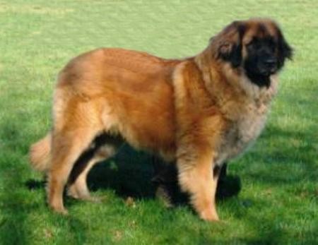 Callas du Plateau Bavarois | Leonberger 