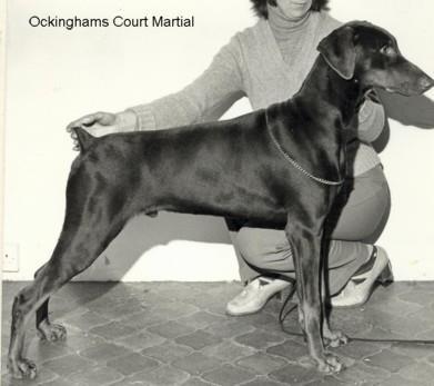 Ockinghams Court Martial | Brown Doberman Pinscher