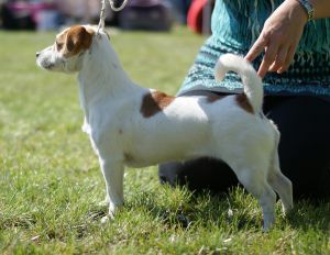 Bumsingens Gracie | Jack Russell Terrier 