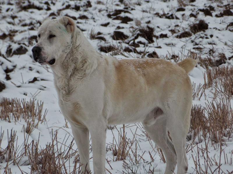 B Nazar Bolgar It | Central Asian Shepherd Dog 