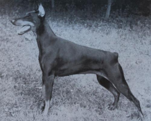 Vania des Landrys (Vilja) | Black Doberman Pinscher