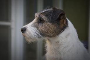 Elton van 't Geystersveld | Parson Russell Terrier 