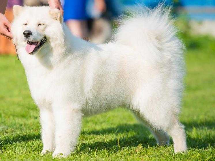 ZAGADKA SIBIRY CEAZARINA VELIKAYA | Samoyed 